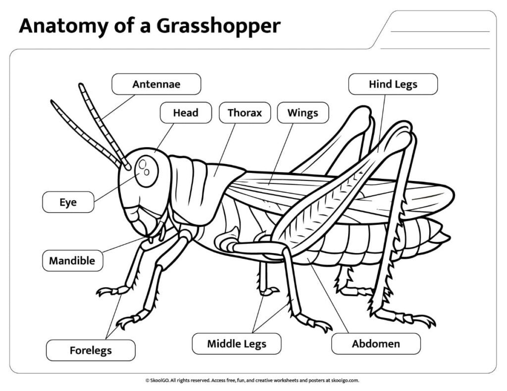 Black and White Grasshopper Anatomy Diagram Black and white labeled grasshopper anatomy worksheet for classroom printing