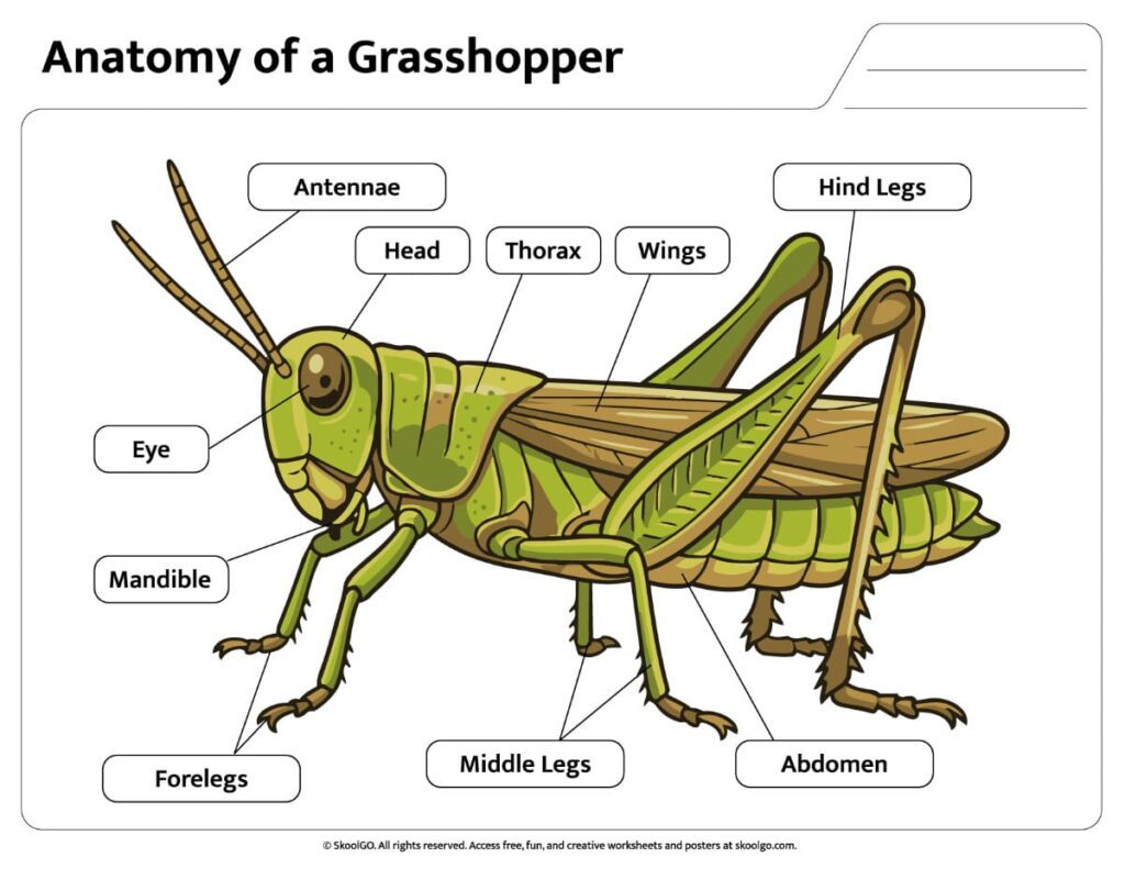 Grasshopper Anatomy Labeled Diagram Color labeled grasshopper anatomy worksheet showing insect body parts