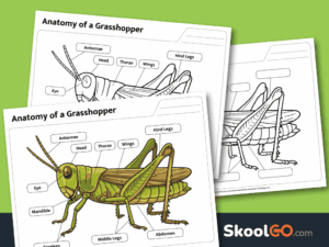 Free printable grasshopper anatomy worksheet for labeling insect body parts