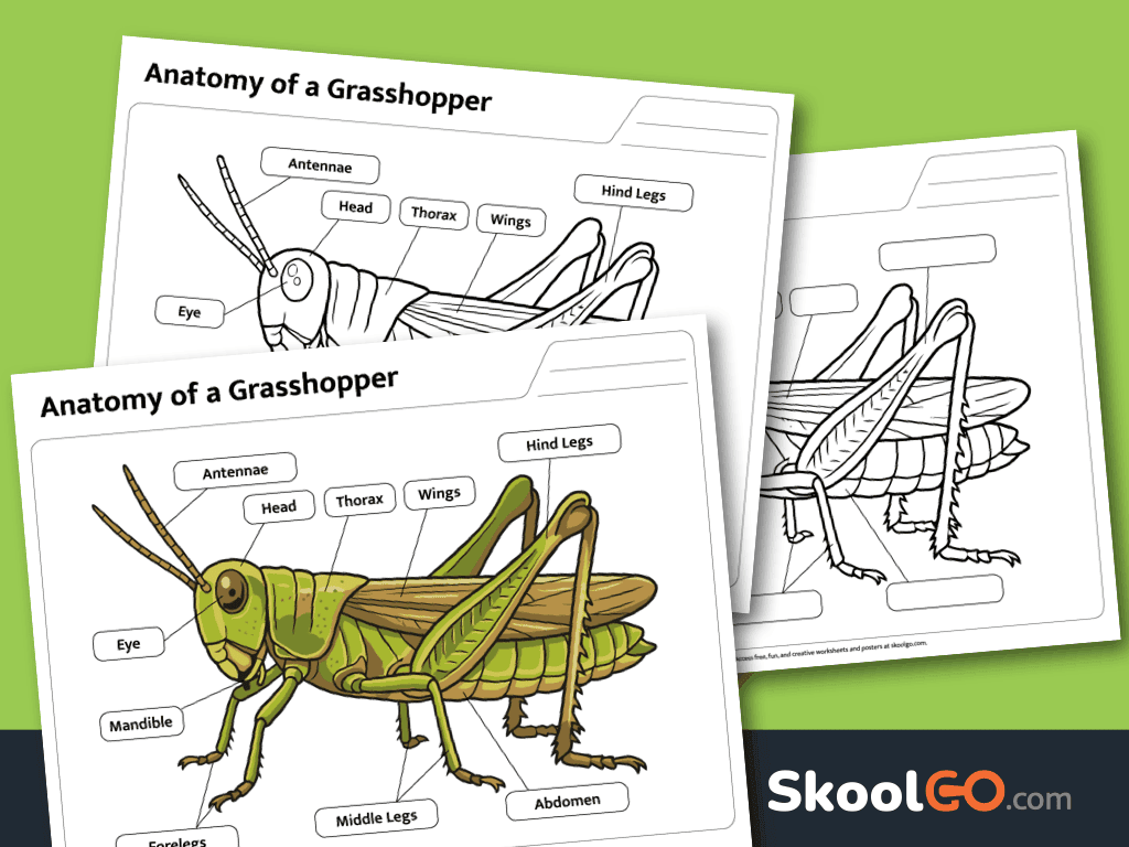 Free printable grasshopper anatomy worksheet for labeling insect body parts