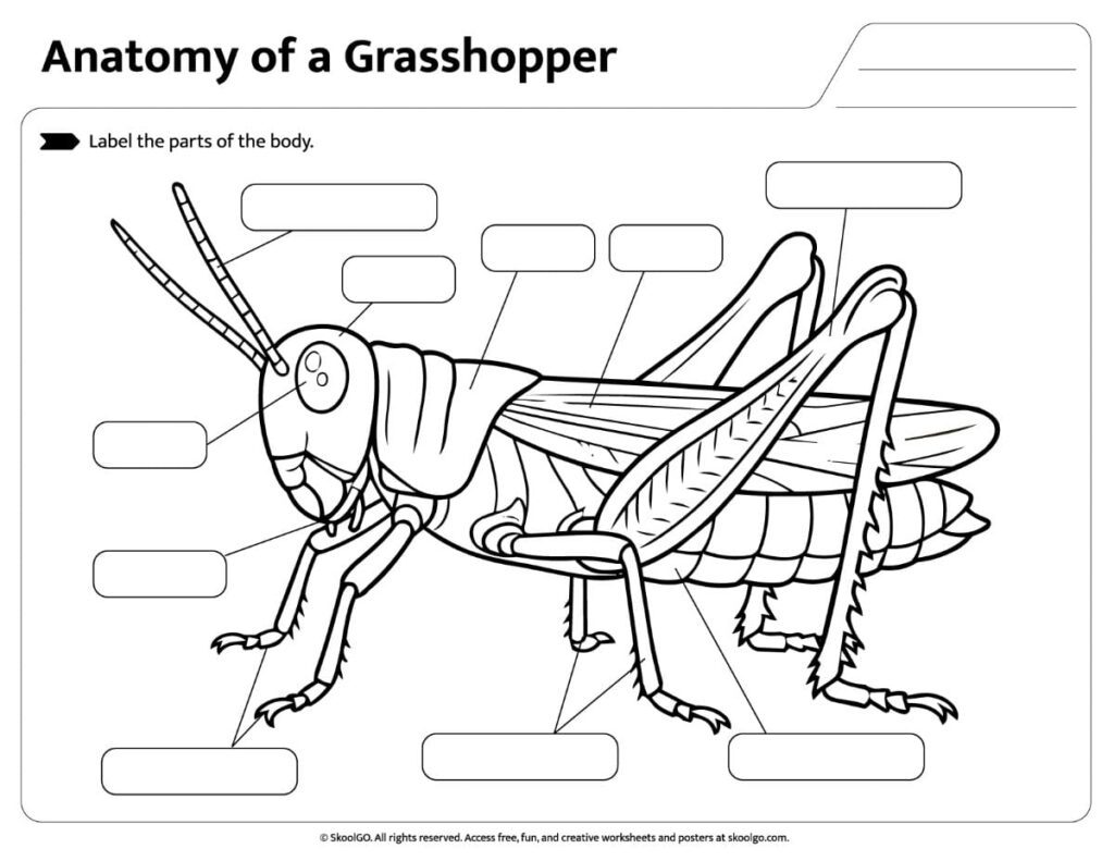 Grasshopper Body Parts Labeling Worksheet Printable grasshopper anatomy worksheet with blank labels for students