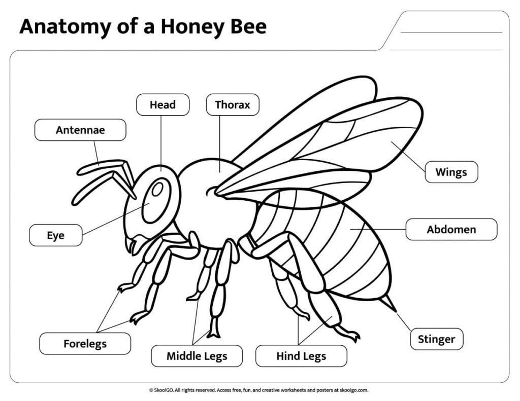 Honey Bee Anatomy Black and White Reference Black and white Honey Bee Anatomy Worksheet with labeled bee body parts