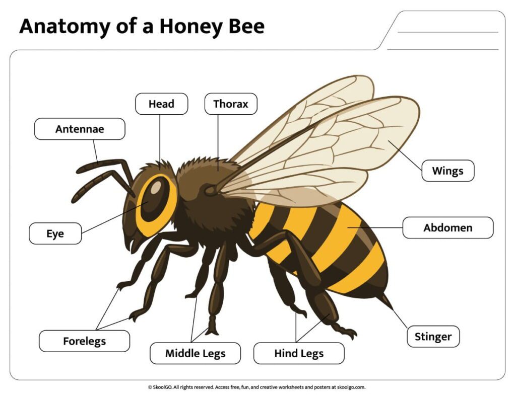 Honey Bee Anatomy Color Reference Page Color Honey Bee Anatomy Worksheet with labeled bee body parts