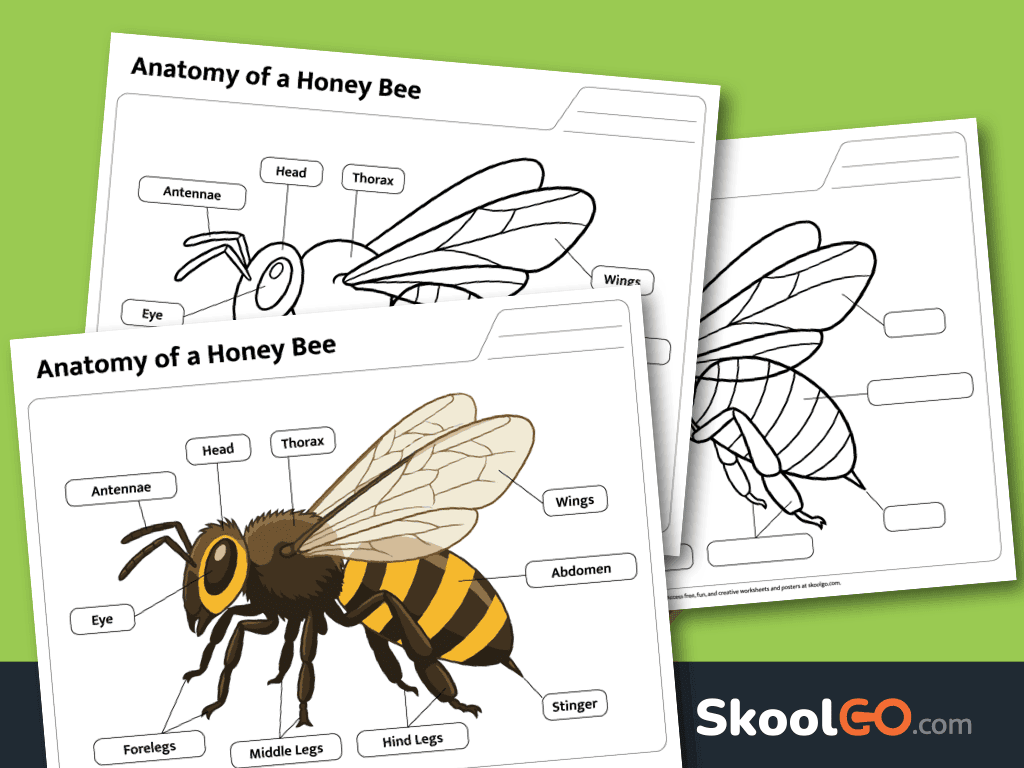 Honey Bee Anatomy Worksheet free printable science PDF showing labeled bee body parts