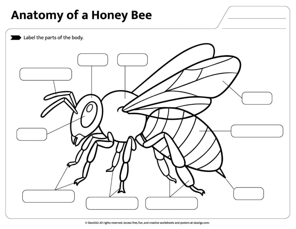 Honey Bee Anatomy Labeling Activity Honey Bee Anatomy Worksheet labeling activity with blank labels for students