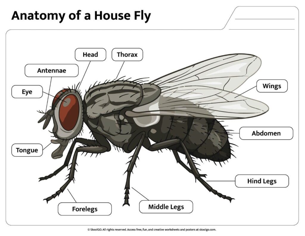 House Fly Anatomy Color Reference Color house fly anatomy worksheet showing labeled body parts