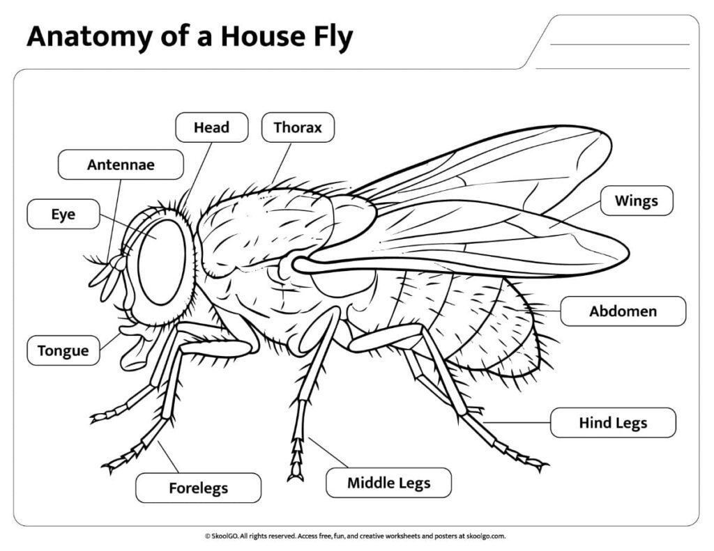 House Fly Anatomy Coloring Worksheet House Fly Anatomy Coloring Worksheet