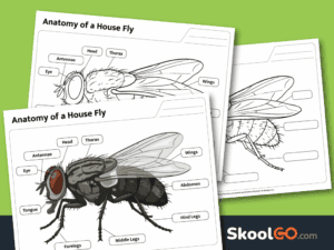 Free printable house fly anatomy worksheet with labeling and coloring activities