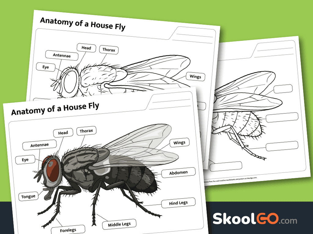 Free printable house fly anatomy worksheet with labeling and coloring activities