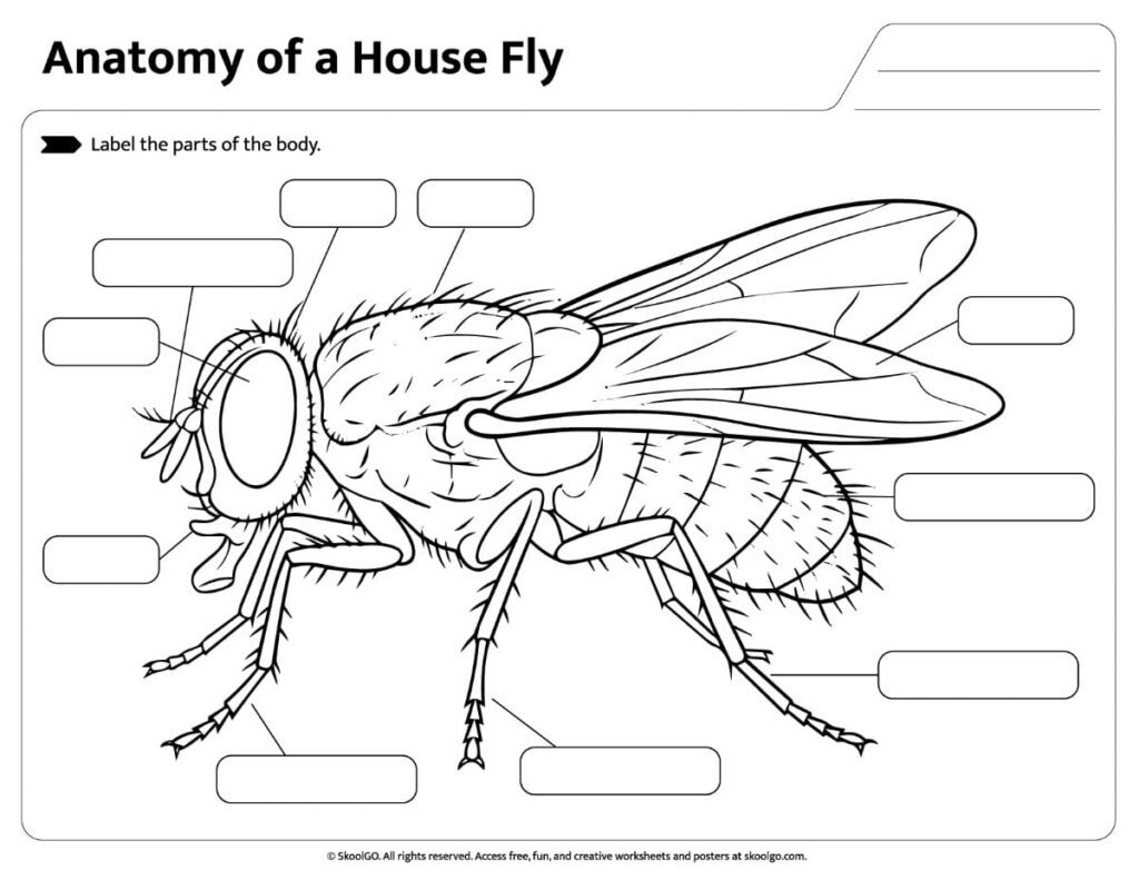 House Fly Anatomy Labeling Activity Printable house fly anatomy worksheet with blank labels for students