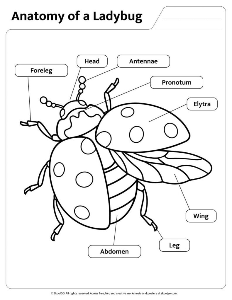 Black and White Ladybug Anatomy Reference Black and white ladybug anatomy worksheet with labels