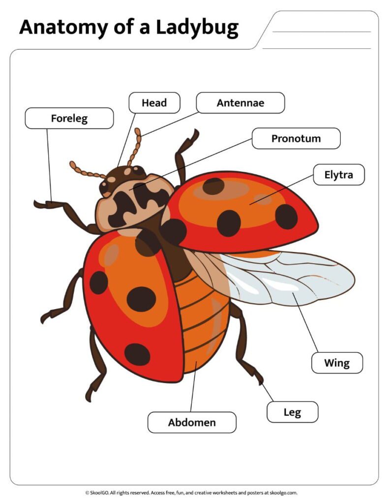 Color Ladybug Anatomy Reference Color ladybug anatomy worksheet with labeled body parts