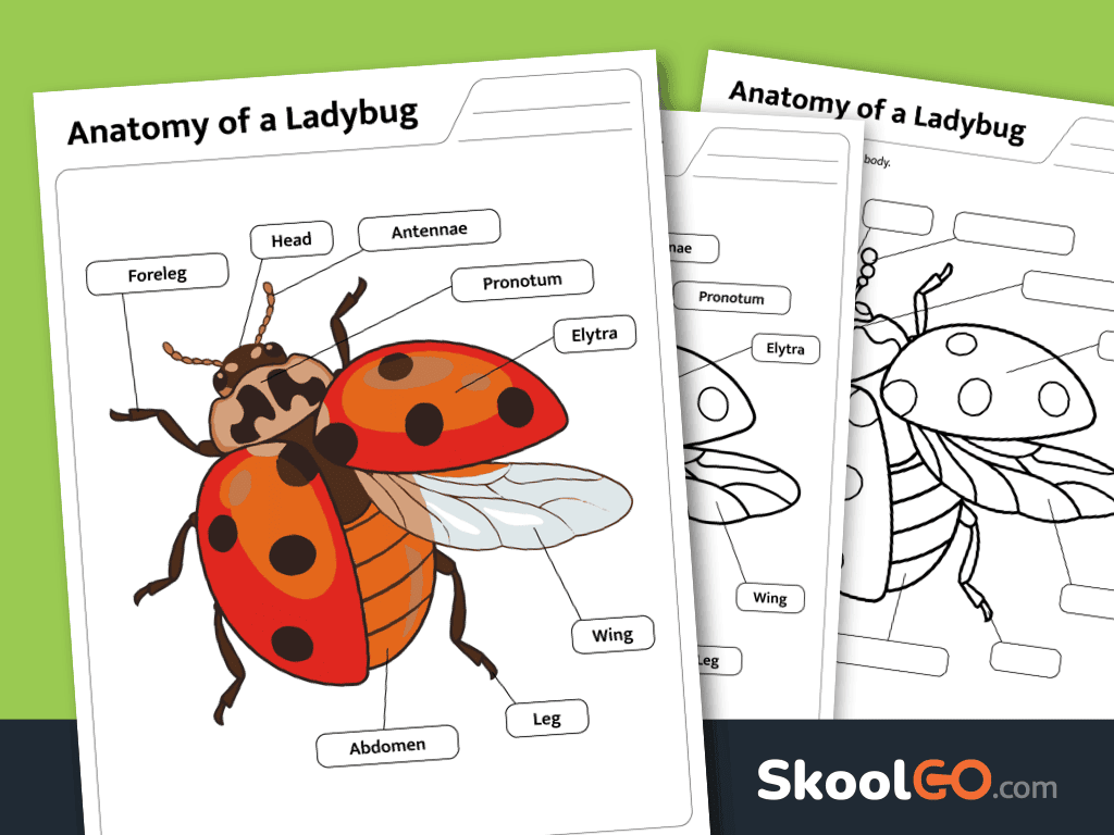 Free printable ladybug anatomy worksheet for learning insect body parts