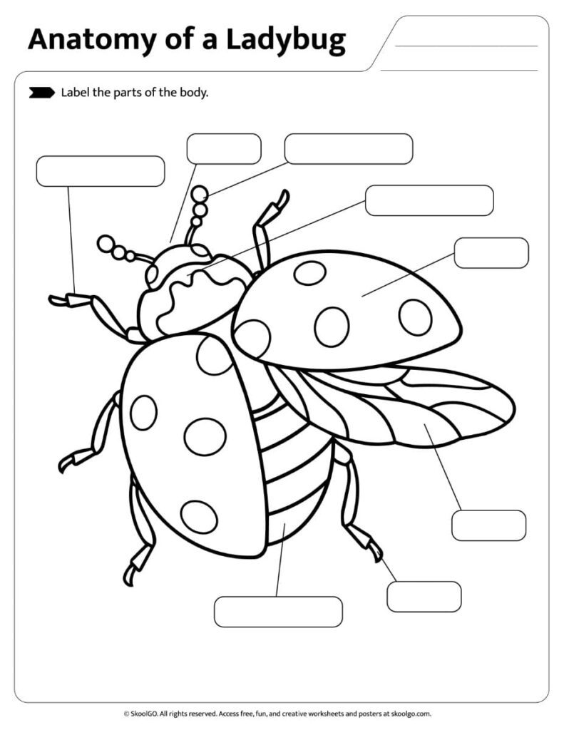 Label the Parts of a Ladybug Worksheet Printable worksheet to label the parts of a ladybug