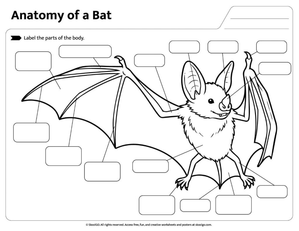Bat Anatomy Labeling Activity Printable parts of a bat worksheet with blank labels for students