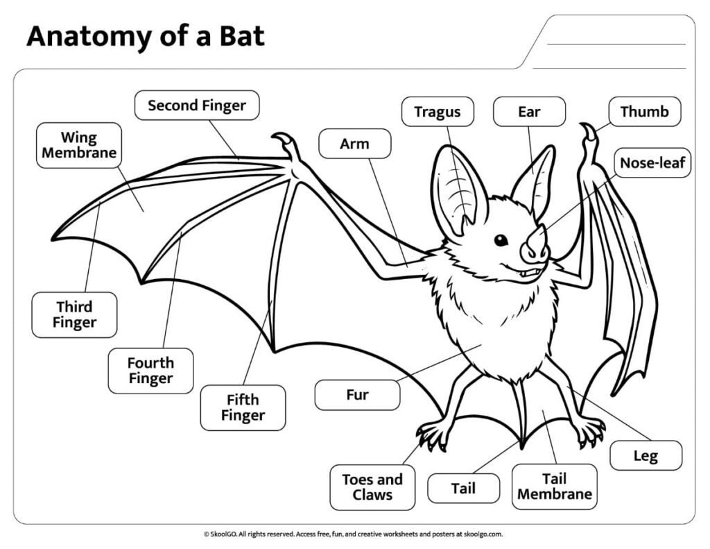 Black and White Bat Anatomy Worksheet Black and white labeled parts of a bat worksheet
