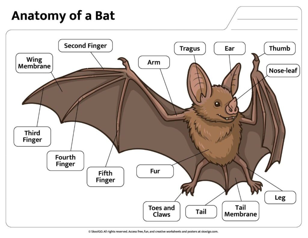 Color Bat Anatomy Reference Chart Color parts of a bat worksheet with labeled anatomy