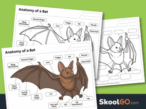 Parts of a bat worksheet printable for elementary science lessons