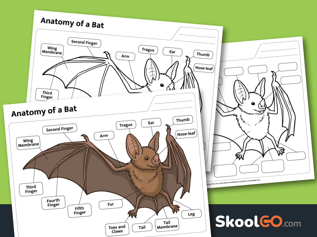 Parts of a bat worksheet printable for elementary science lessons
