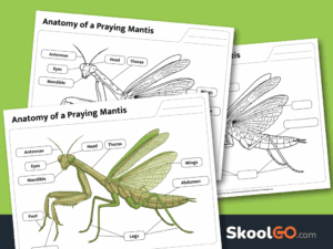 Free printable praying mantis body parts worksheet for learning insect anatomy