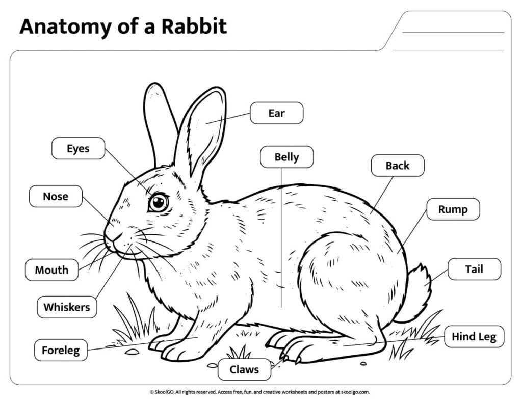 Rabbit Anatomy Black and White Reference Black and white rabbit anatomy worksheet with body part labels
