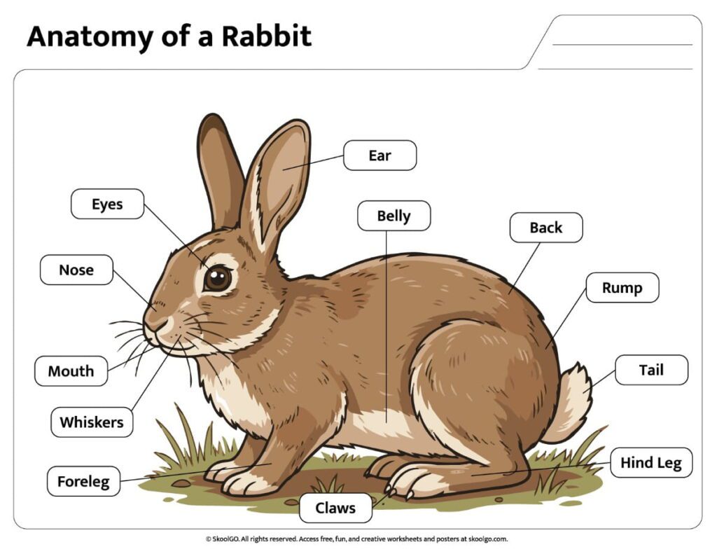 Rabbit Anatomy Color Reference Worksheet Color rabbit anatomy worksheet showing labeled body parts