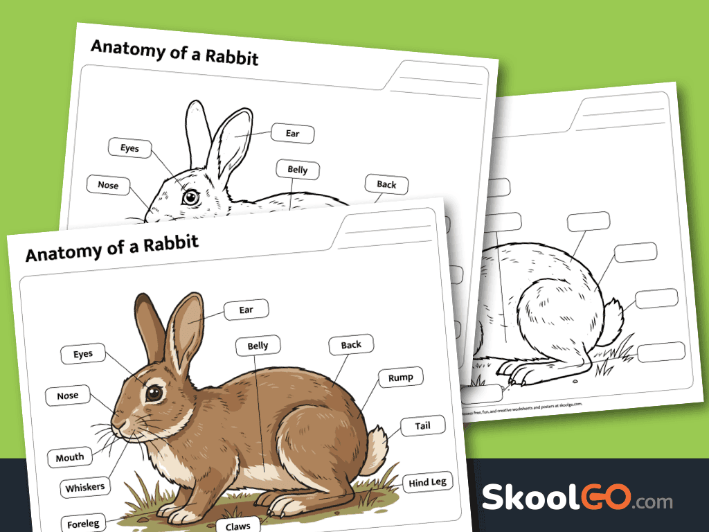 Rabbit anatomy worksheet printable for learning rabbit body parts