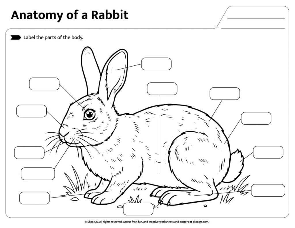 Rabbit Anatomy Label the Parts Worksheet Printable rabbit anatomy worksheet for labeling rabbit body parts