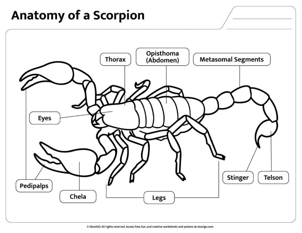 Black and White Scorpion Anatomy Reference Black and white labeled scorpion anatomy worksheet for classroom printing