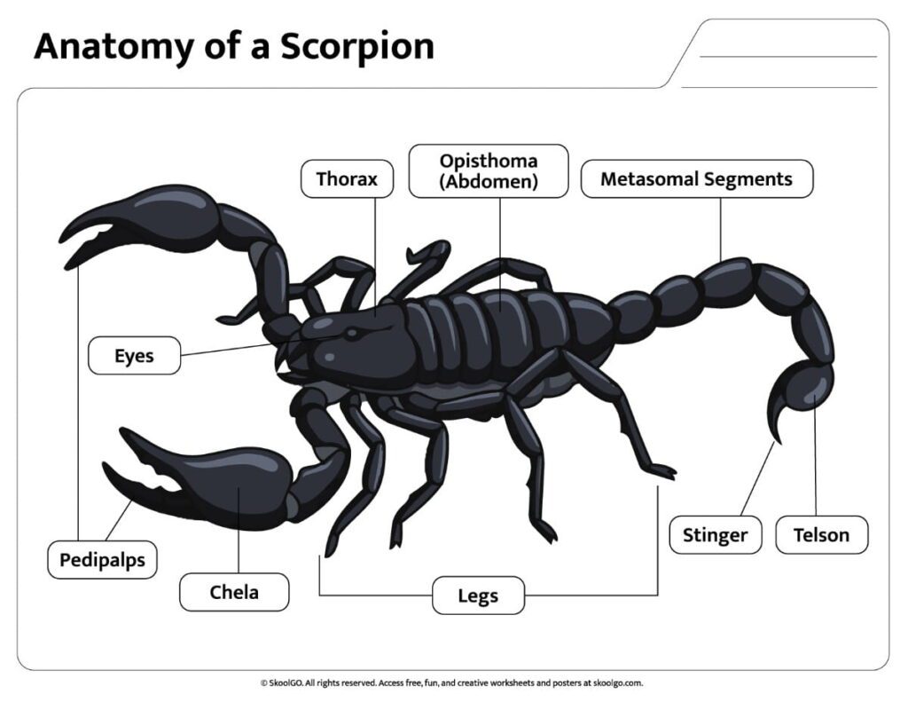 Scorpion Anatomy Color Reference Worksheet Color diagram showing labeled scorpion body parts anatomy worksheet