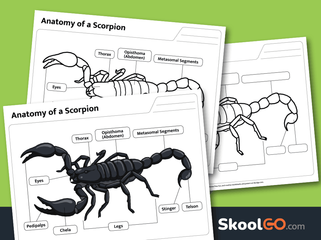 Free printable scorpion body parts anatomy worksheet for science learning