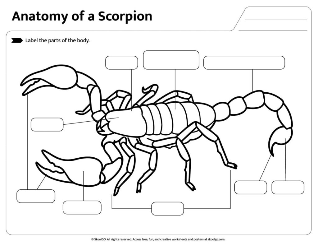 Scorpion Anatomy Labeling Activity Worksheet Blank scorpion body parts anatomy worksheet for labeling practice