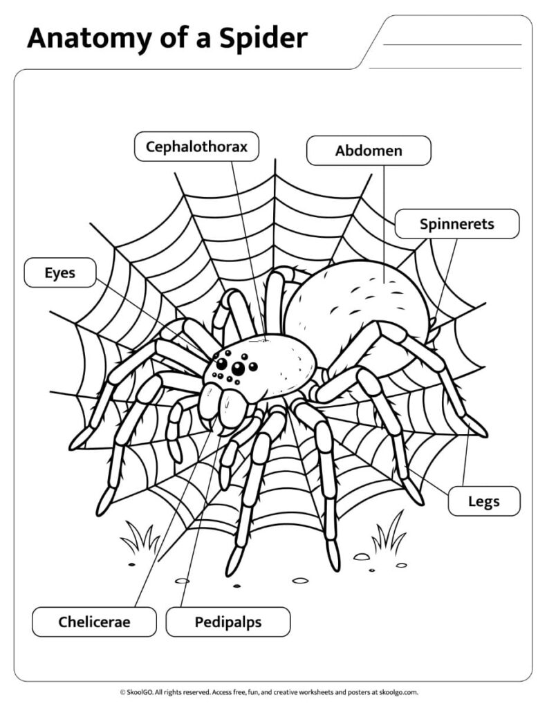 Black-and-white spider anatomy worksheet with labeled body parts for coloring and review.