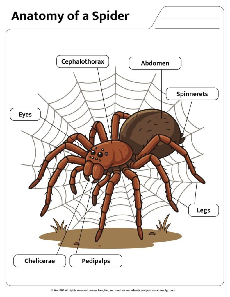 Color spider anatomy reference page showing labeled spider body parts.