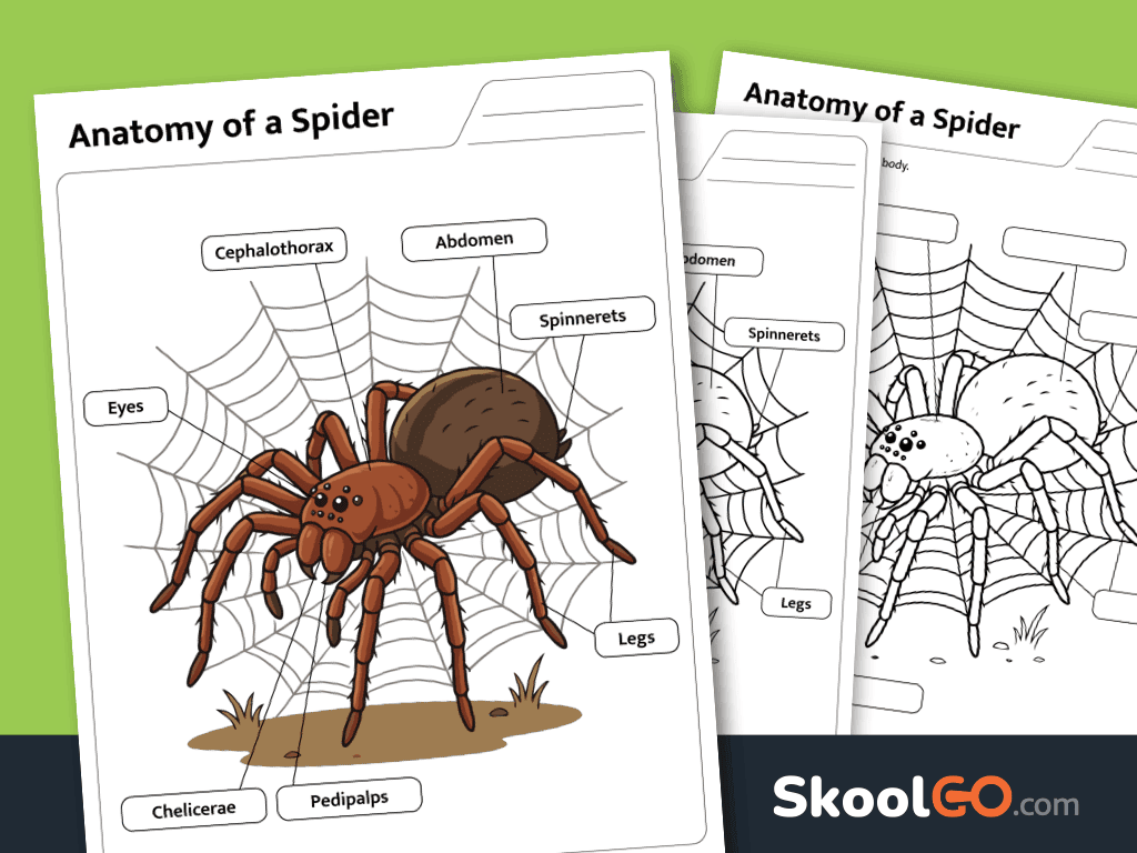 Free printable Spider anatomy worksheet for learning spider body parts through labeling activities.