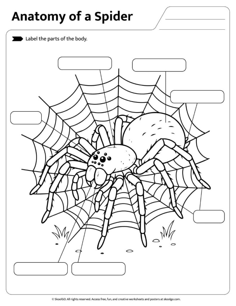 Printable spider anatomy worksheet where students label the spider body parts independently.